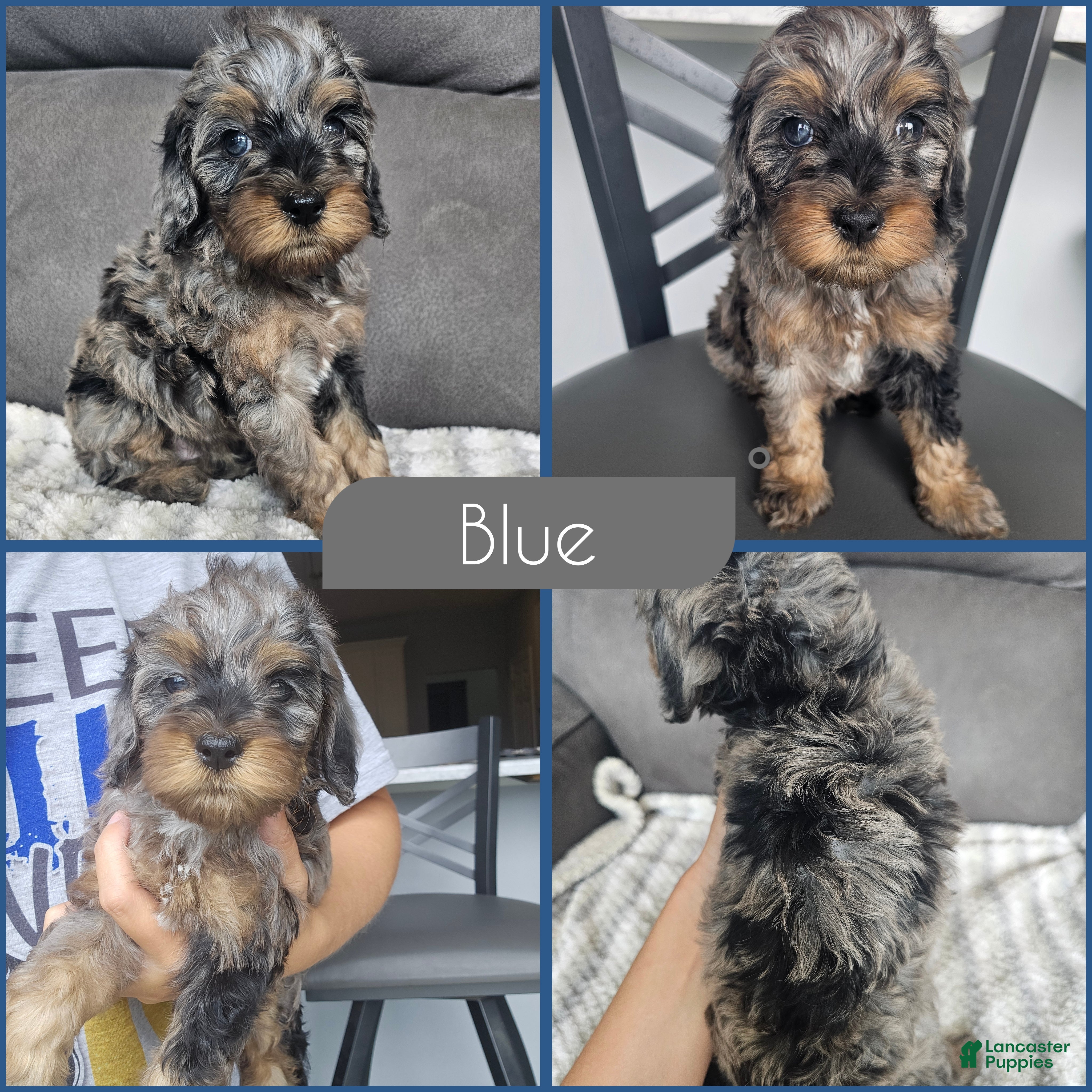 Cockapoo dogs Blue - Ad 1