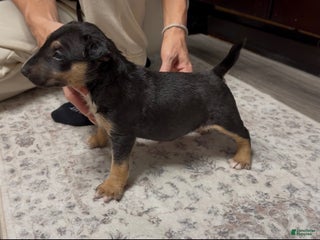 Miniature Bull Terrier dogs - Ad 1