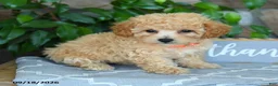 Maltipoo dogs for sale: Selah - Ad 4