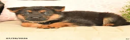 German Shepherd dogs for sale: Lily - Ad 3