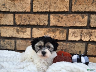 Havapoo dogs - Ad 30