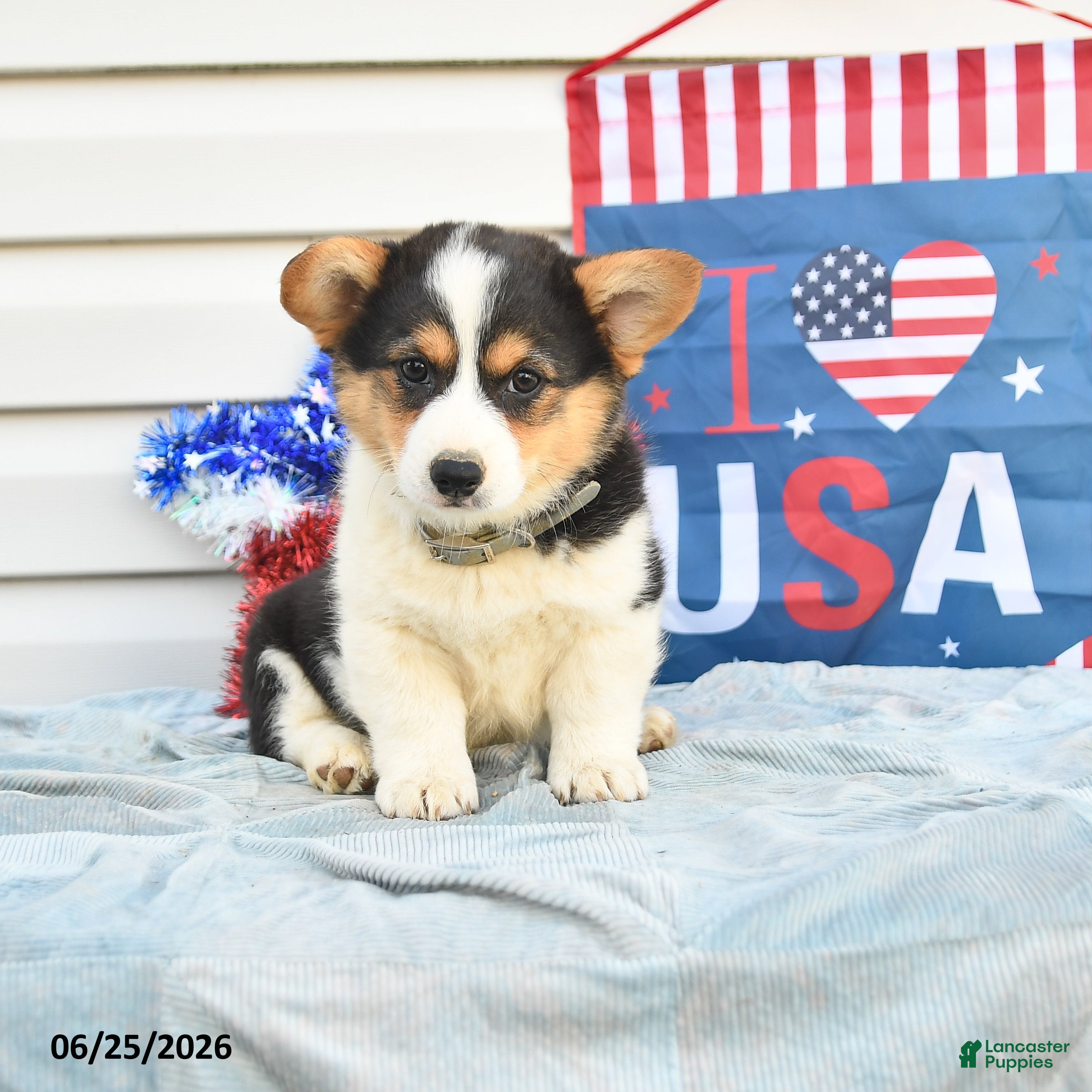 Welsh Corgi Pembroke dogs Samuel Adams - Ad 2