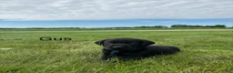 Labrador Retriever dogs for sale: Gus - Ad 3