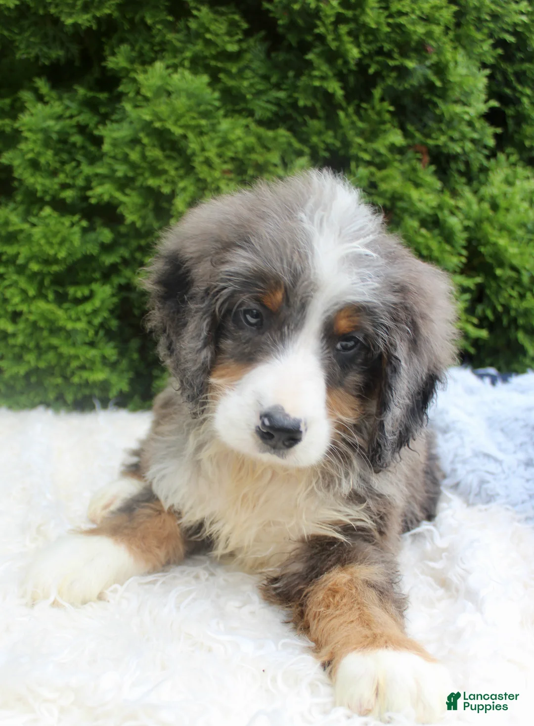 Bernedoodle dogs for sale: Zach - Ad 8