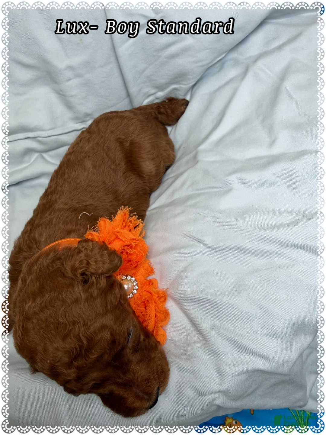 Standard Poodle dogs for sale: Lux  - Ad 4