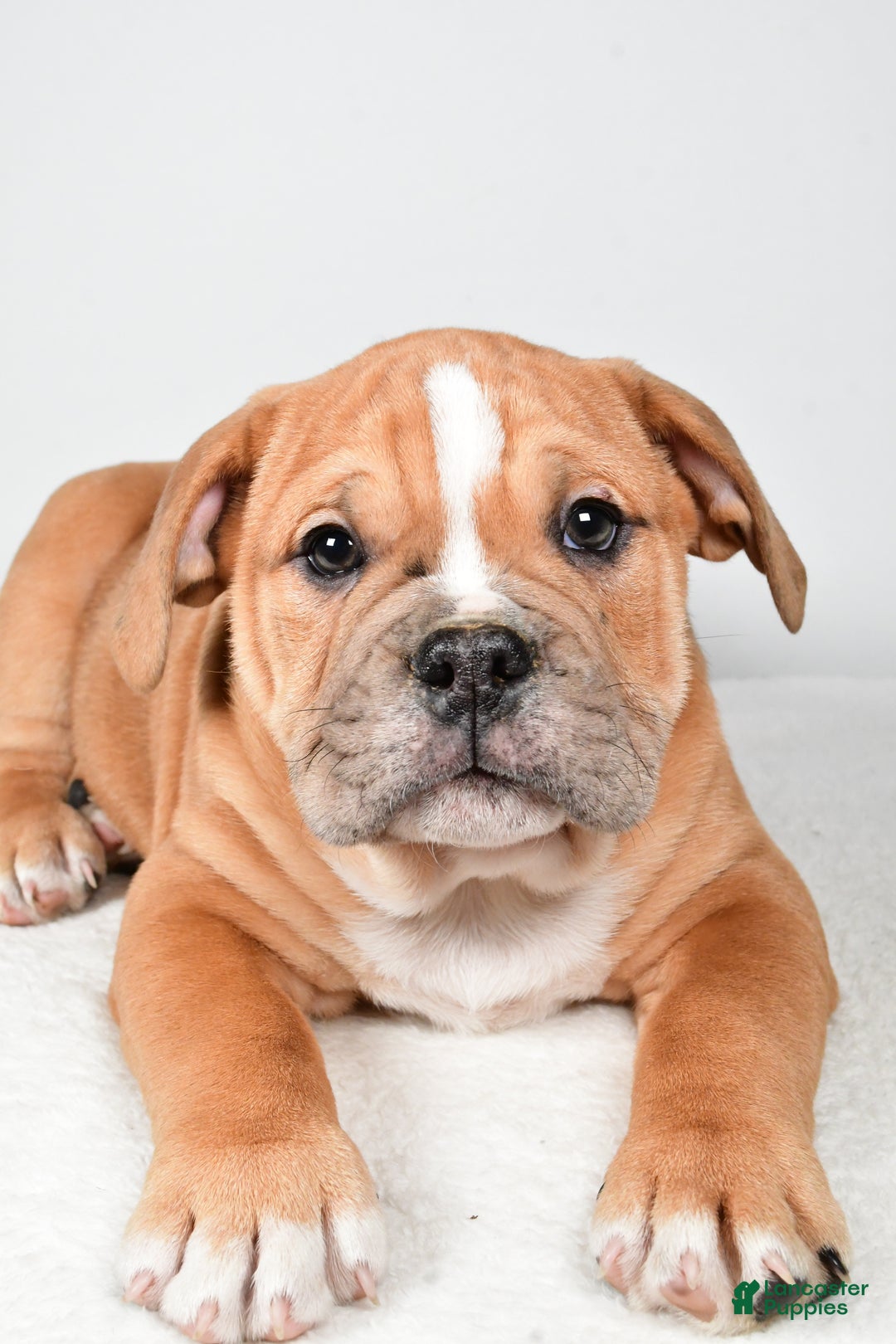 Beabull dogs for sale: Mason - Ad 6