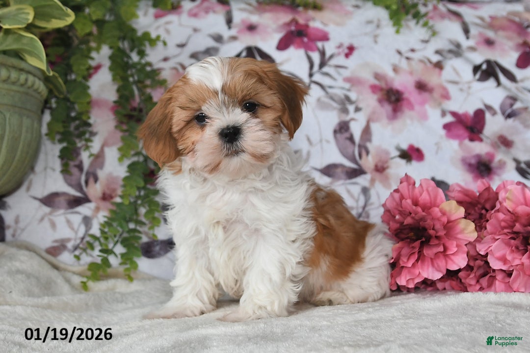 Shih Tzu dogs for sale: Ricky - Ad 1