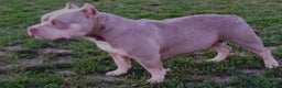 American Bully dogs for sale: M-Town Luna  - Ad 3