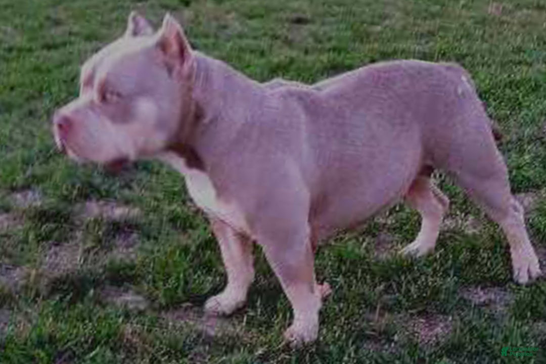 American Bully dogs for sale: M-Town Luna  - Ad 3