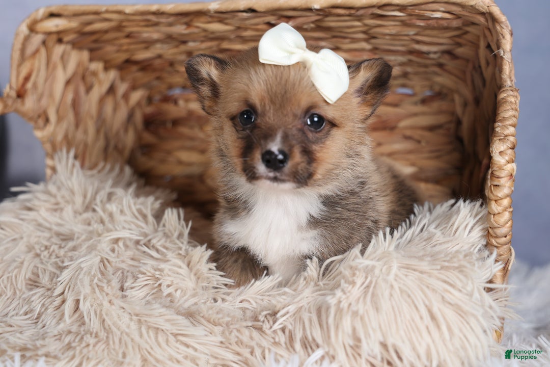 Welsh Corgi Pembroke dogs for sale: LITTLE CHIEF - Ad 7