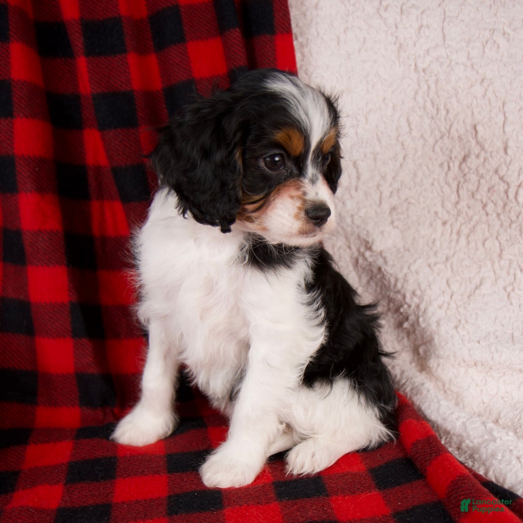 Cavapoo dogs for sale: Nova - Ad 2