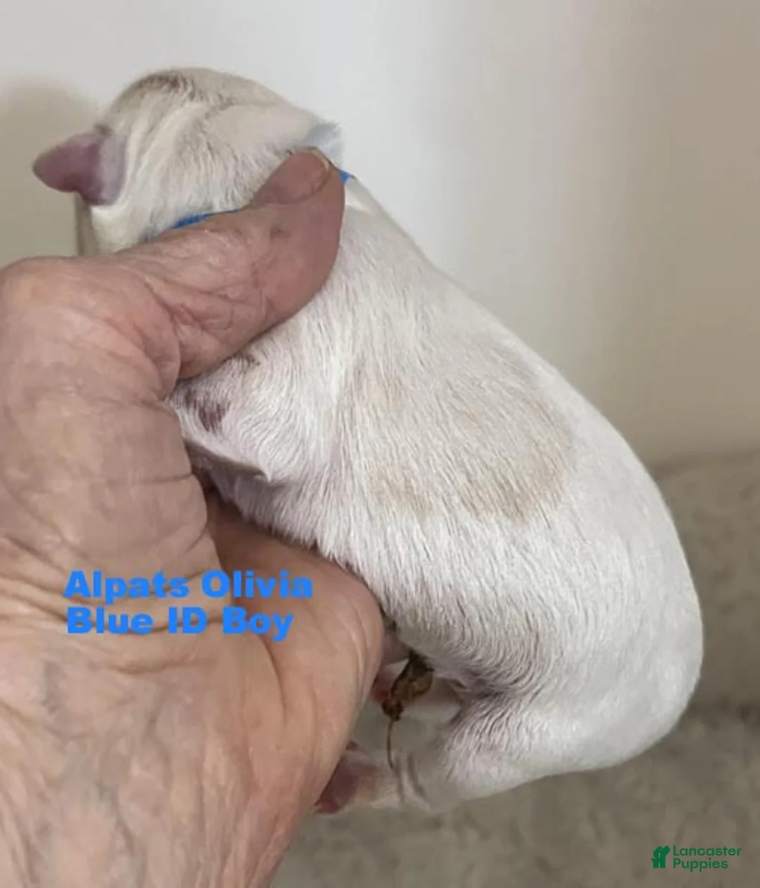 Miniature Schnauzer dogs for sale: Blue ID Boy - Ad 2