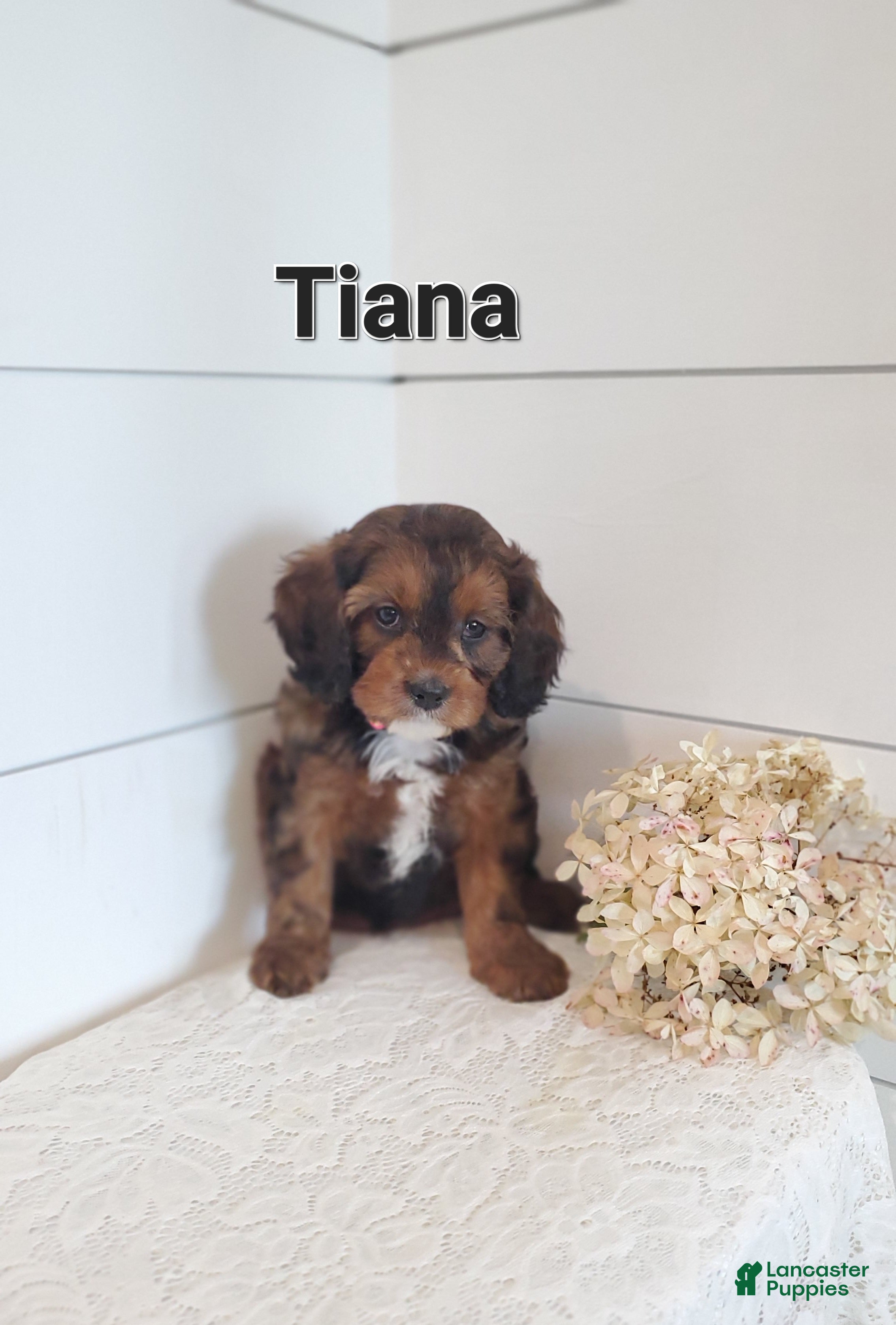 Cavapoo dogs for sale: Tiana - Ad 4