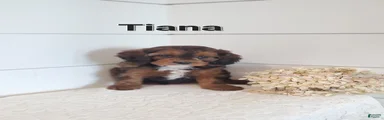 Tiana