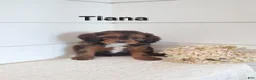 Cavapoo dogs for sale: Tiana - Ad 1