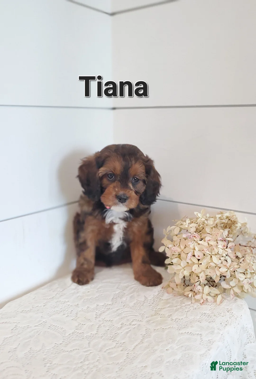 Cavapoo dogs for sale: Tiana - Ad 1