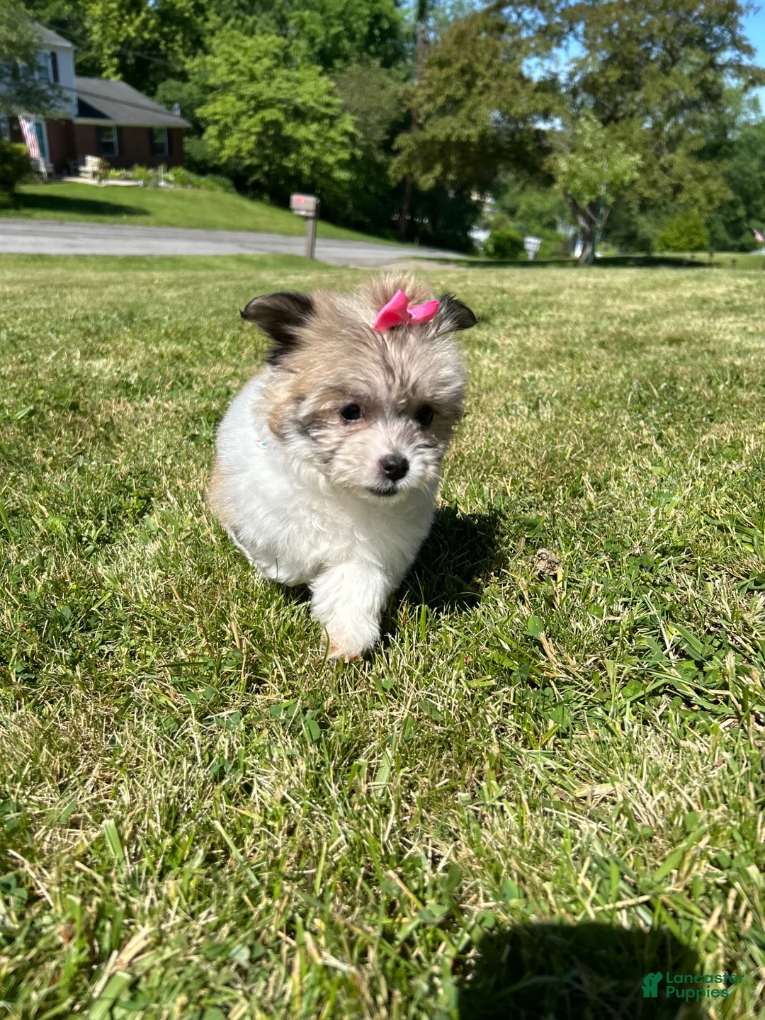 Havanese dogs for sale: Havanese Puppy 1 - Ad 3