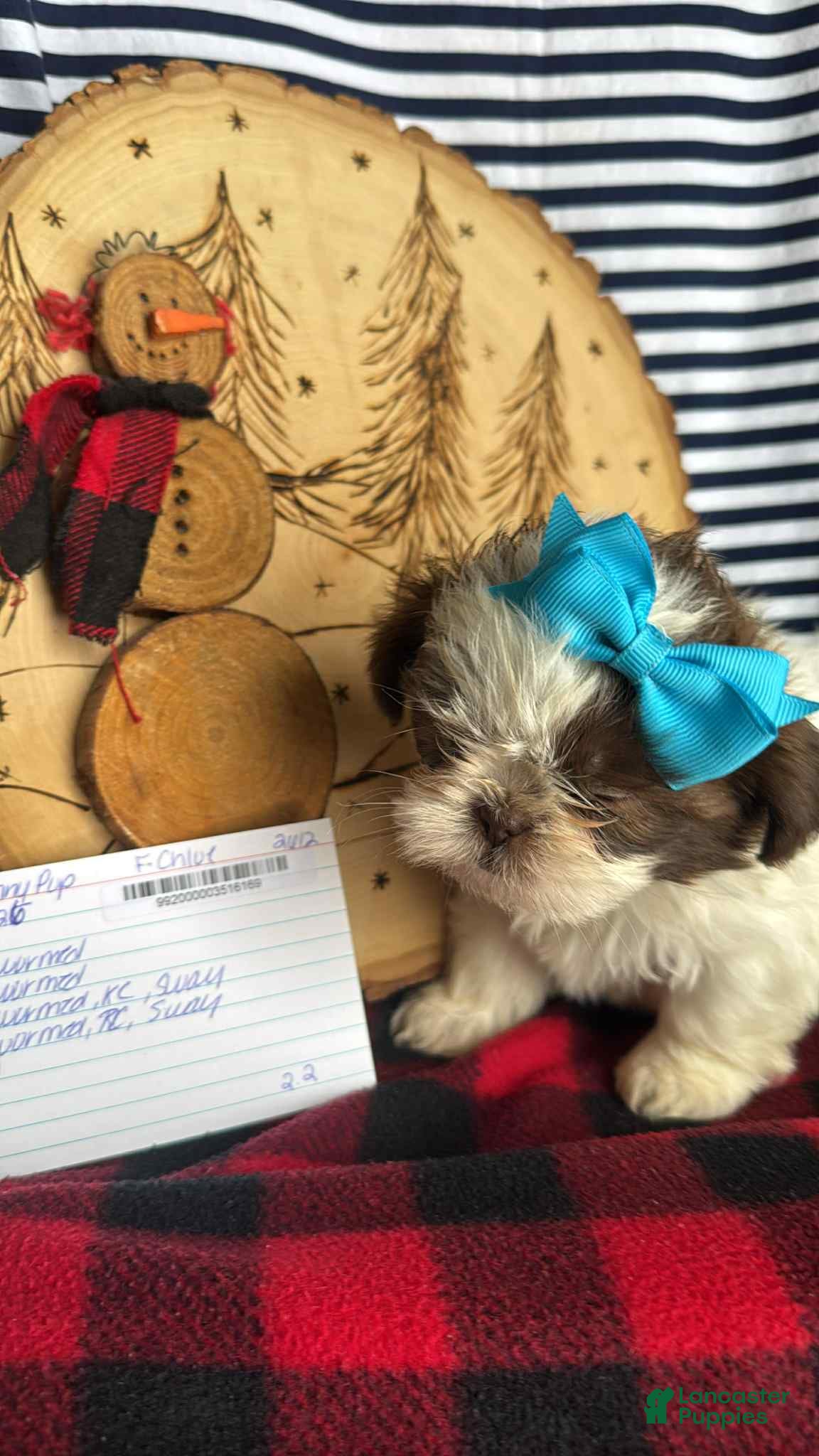 Shih Tzu dogs Nicole - Ad 23