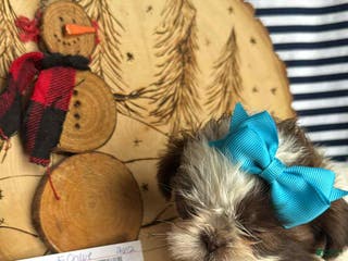 Shih Tzu dogs Nicole - Ad 23