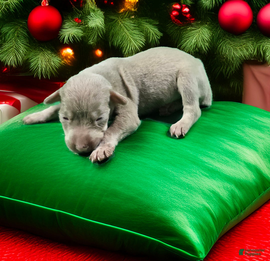 Doberman Pinscher dogs for sale: Shimmer - Ad 1