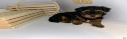 Mixed Breed dogs for sale: Prince - Ad 7