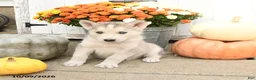Mixed Breed dogs for sale: Conner - Ad 2