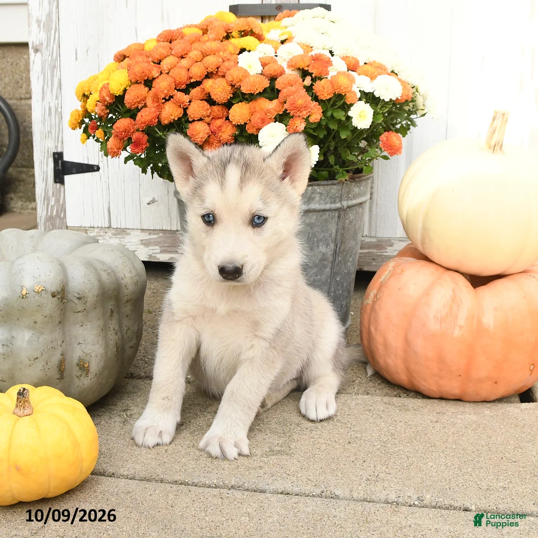 Mixed Breed dogs for sale: Conner - Ad 2