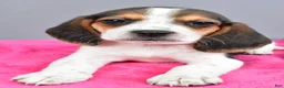Beagle dogs for sale: Daisy - Ad 7