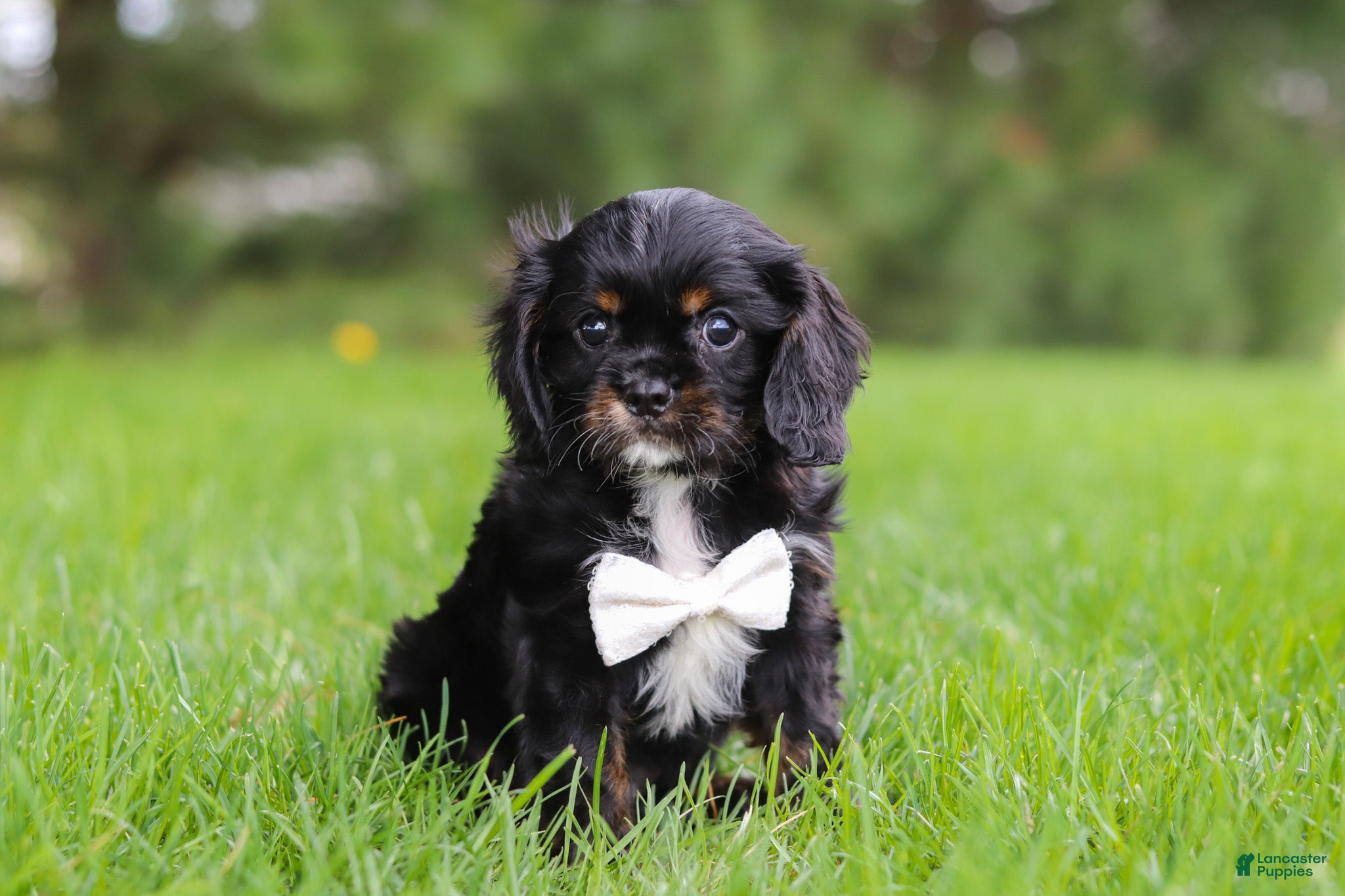 Cavalier King Charles Spaniel dogs Jackson - Ad 2