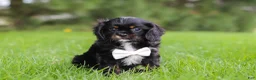 Cavalier King Charles Spaniel dogs for sale: Jackson - Ad 2