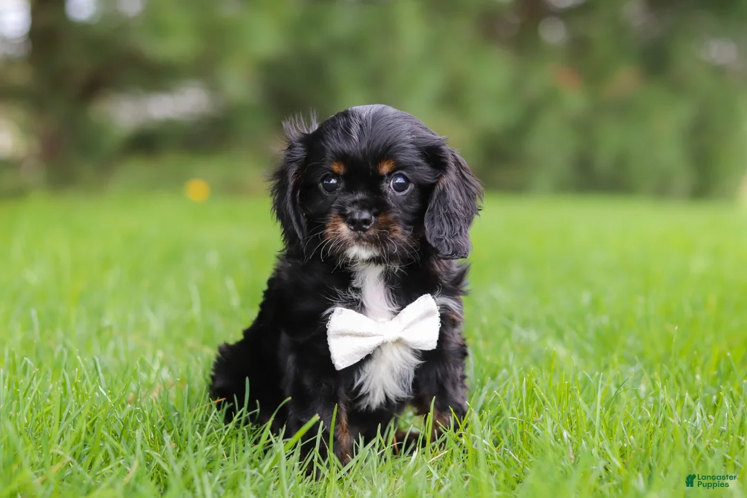Cavalier King Charles Spaniel dogs for sale: Jackson - Ad 2