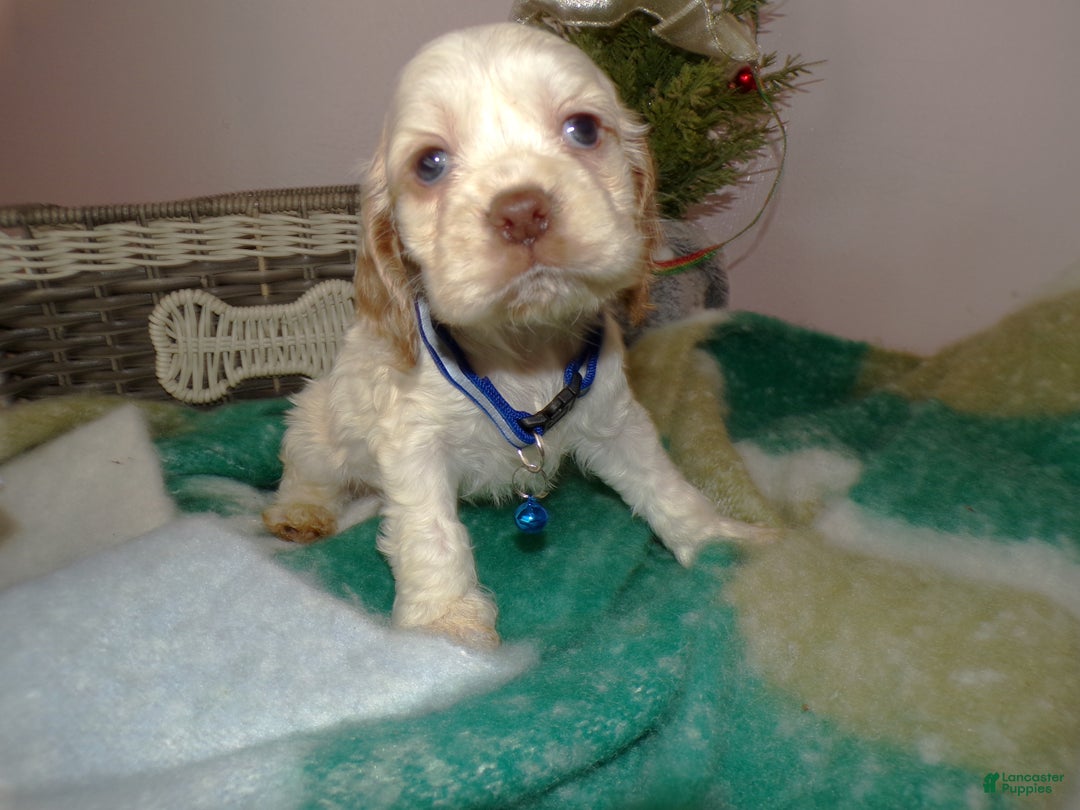 Cocker Spaniel dogs for sale: Cocker Spaniel Puppy 7 Mason - Ad 2