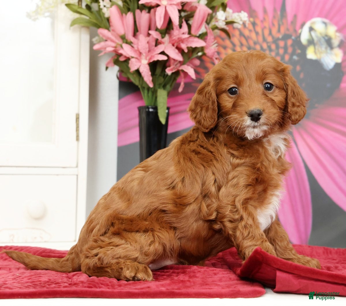 Mini Goldendoodle dogs Mia - Ad 1
