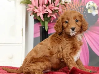 Mini Goldendoodle dogs for sale: Mia - Ad 4