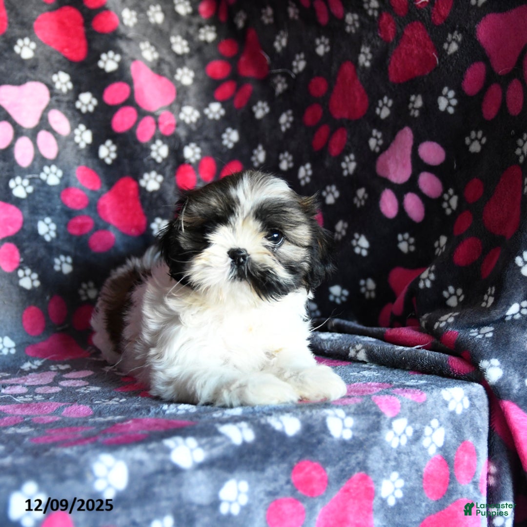 Shihpoo dogs for sale: Midge  - Ad 5
