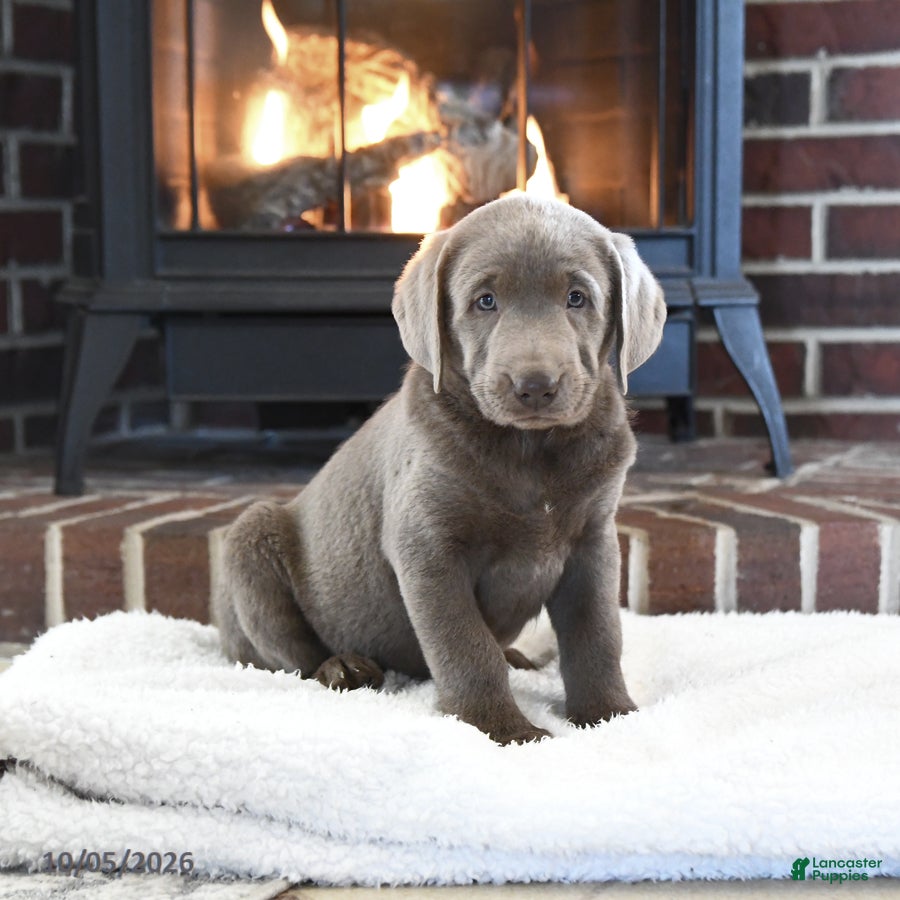 Labrador Retriever dogs Sterling - Ad 1