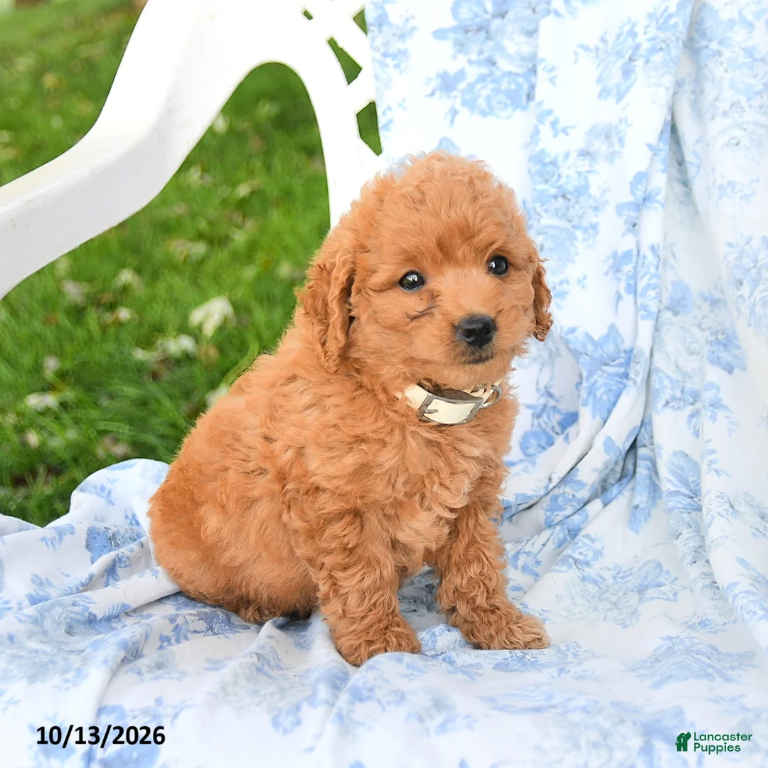 Miniature Labradoodle dogs for sale: Darcy - Ad 3