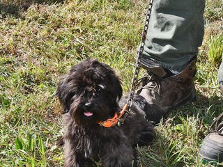 Shihpoo dogs - Ad 28