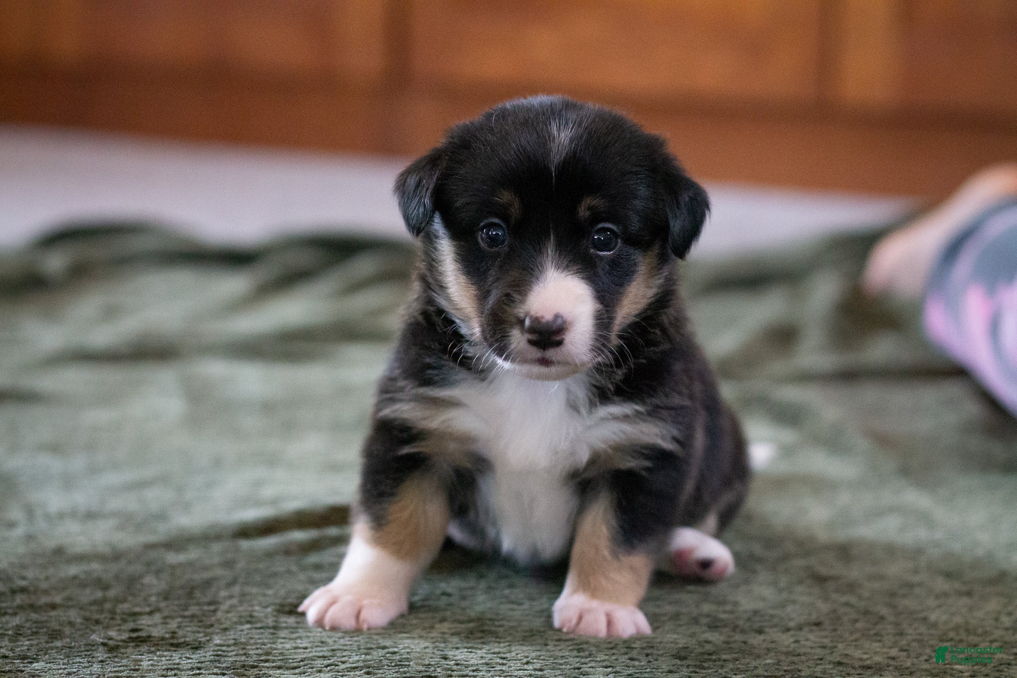 Mixed Breed dogs Winnie - Ad 1