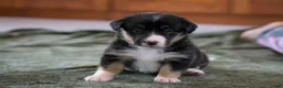 Mixed Breed dogs for sale: Winnie - Ad 1