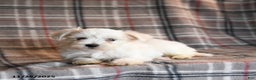 Maltese dogs for sale: Sprout - Ad 5