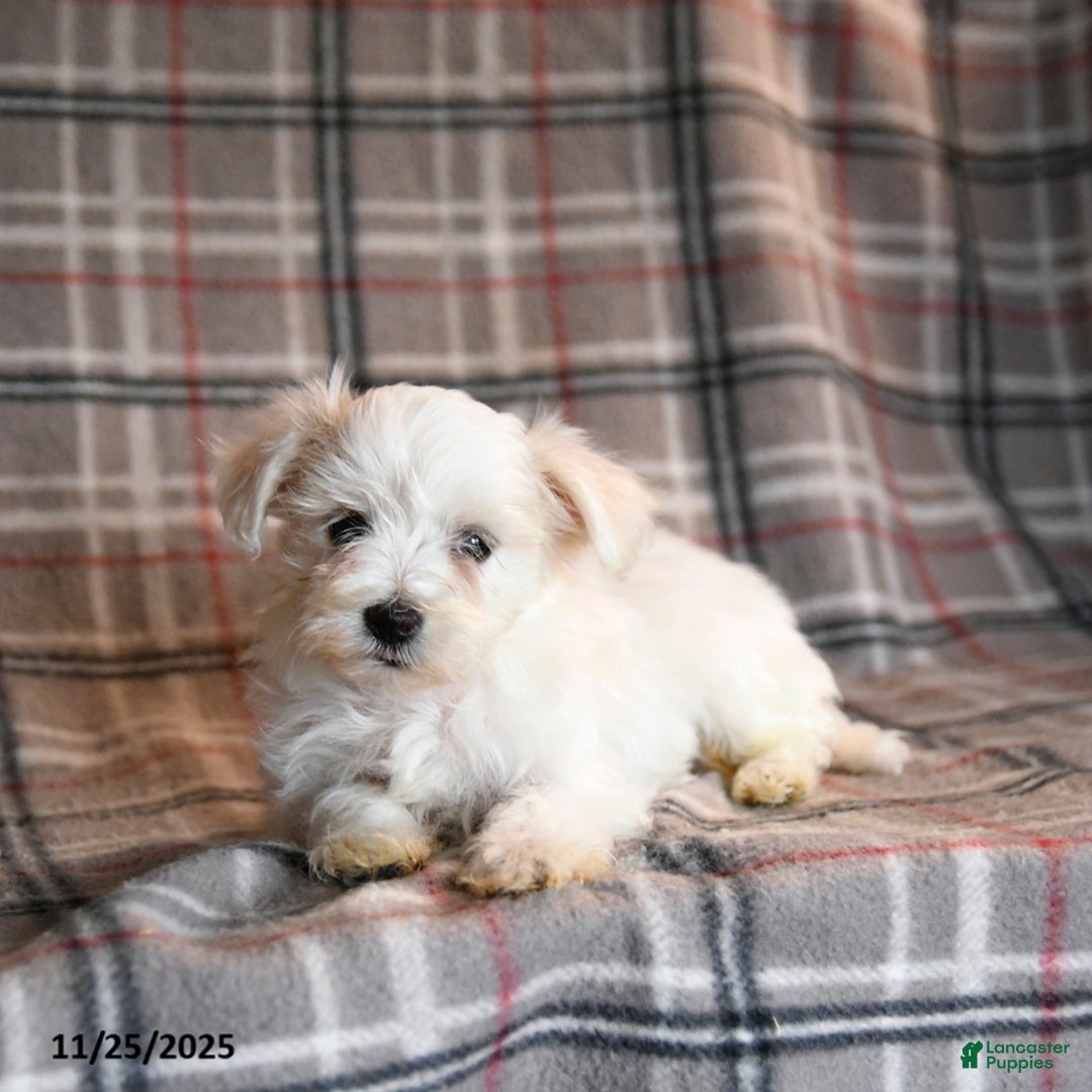 Maltese dogs for sale: Sprout - Ad 5
