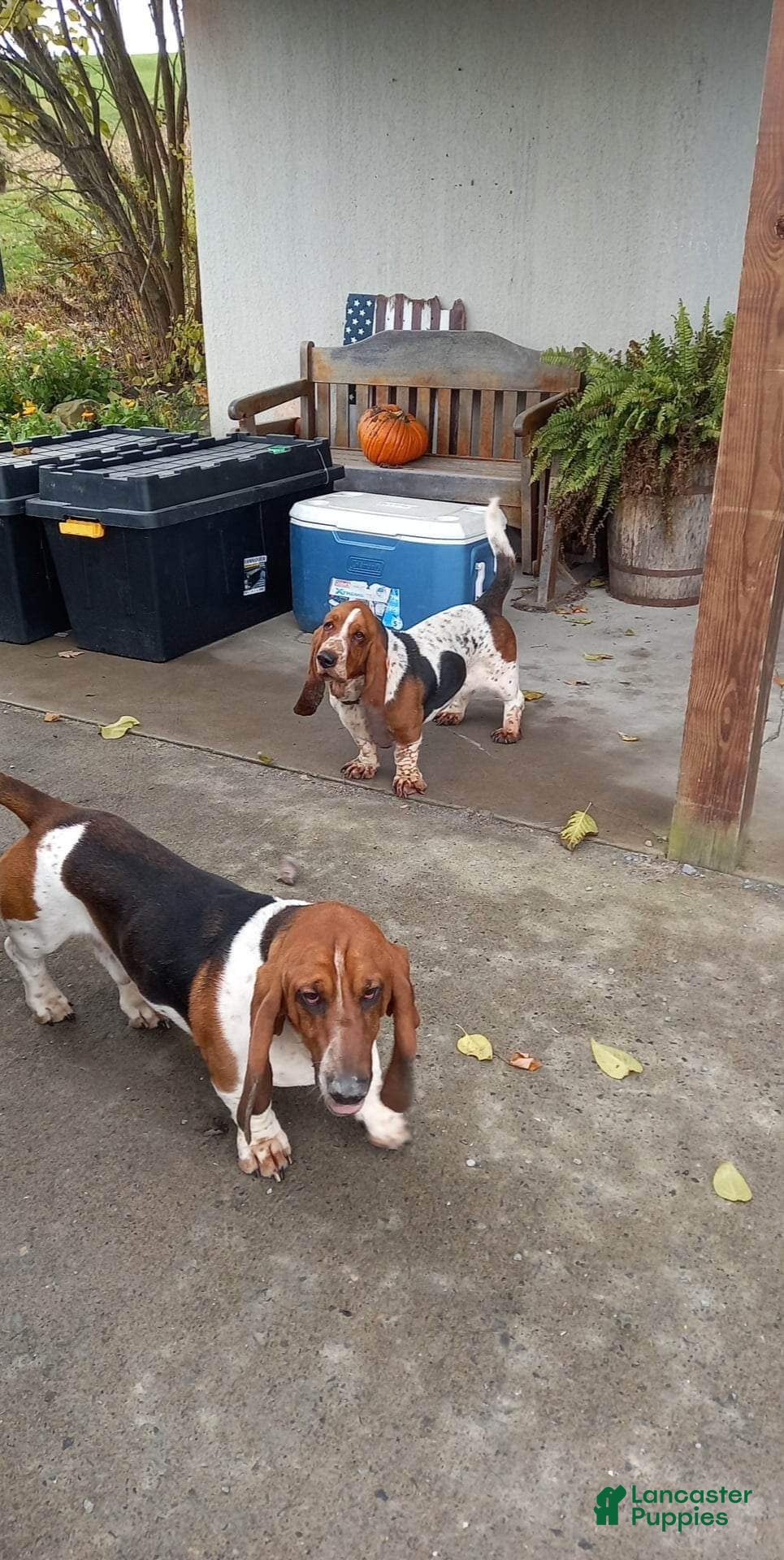 Basset Hound dogs Basset Hound Puppy 4 - Ad 2