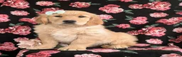 Golden Retriever dogs for sale: Carrie - Ad 3