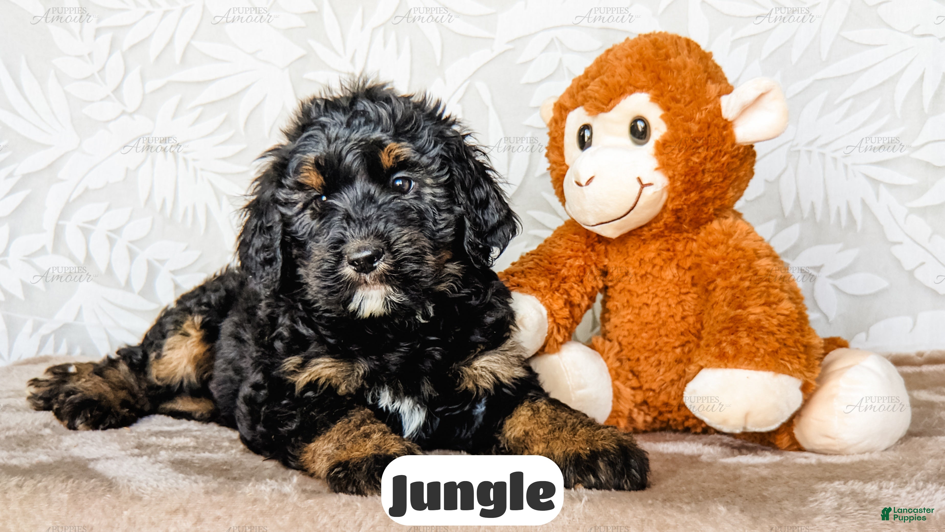 Bernedoodle dogs Jungle - Ad 1