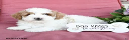 Miniature Poodle dogs for sale: Linny - Ad 4