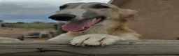 Mixed Breed dogs for sale: Smoky - Ad 2