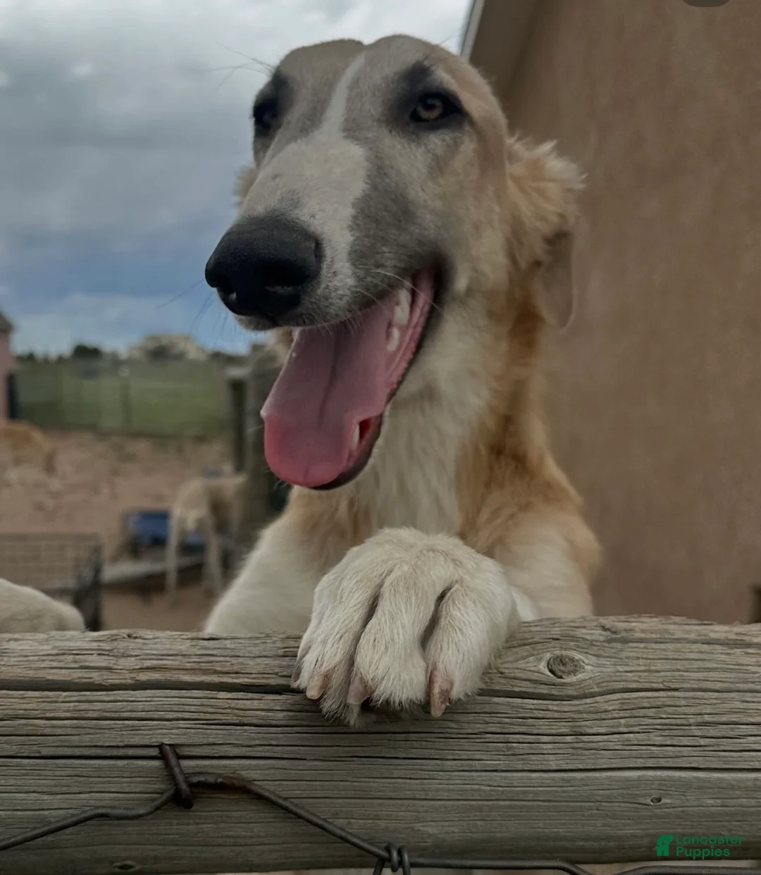 Mixed Breed dogs for sale: Smoky - Ad 2