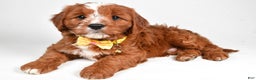 Cavapoo dogs for sale: Leo - Ad 2