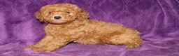 Mini Goldendoodle dogs for sale: Mini Goldendoodle Cody - Ad 10